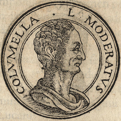 Columella Portrait