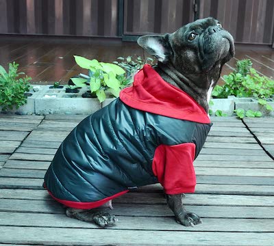 Doggydolly Winter Dog coat for Pugs