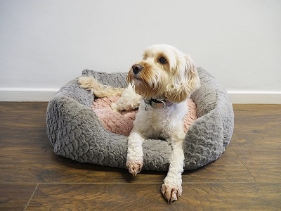 How often should you get a new dog bed? How to make the transition? cover