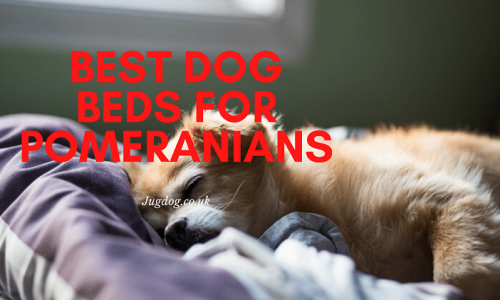 best dog beds for pomeranians