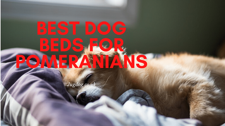 Dog Owner’s Guide to Best Dog Beds for Pomeranians in the UK in 2023 cover