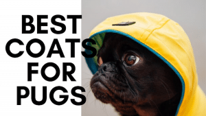 Best Raincoats for Pugs in UK 2023