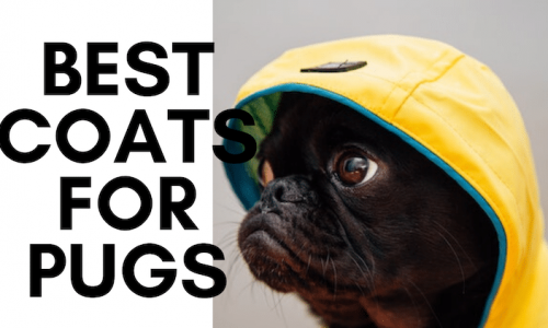 best dog coats for pugs