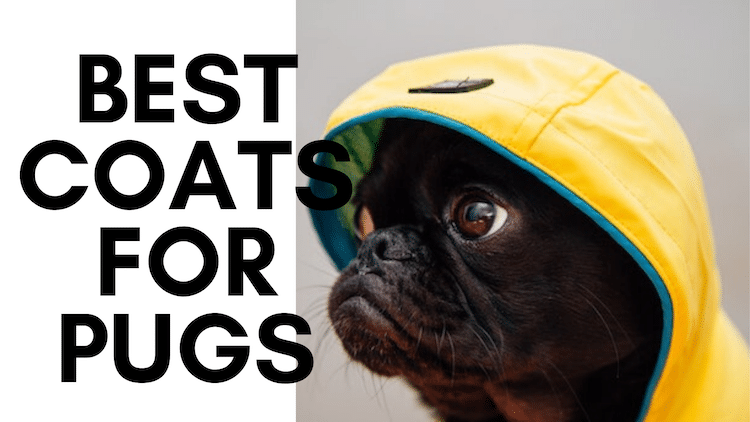 Best Raincoats for Pugs in UK 2023 cover