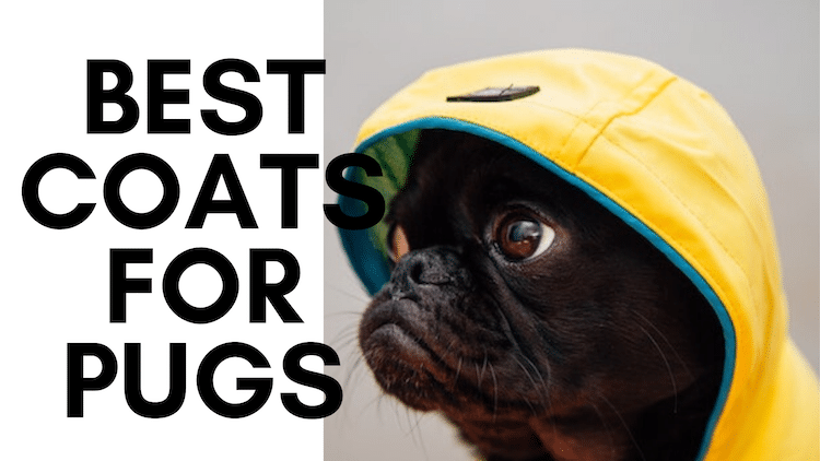 dog coats for pugs