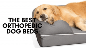 Orthopedic Dog Beds