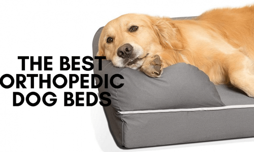 best othopedic dog beds