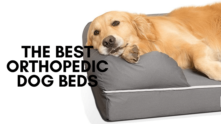 best othopedic dog beds