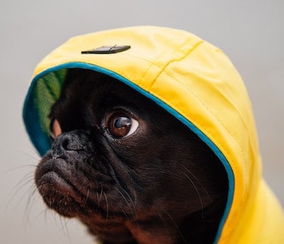 pug in a coat