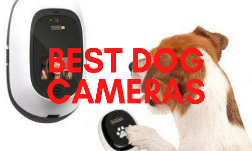 Best Dog Cameras UK