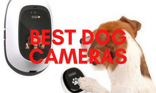 best cat collar camera uk