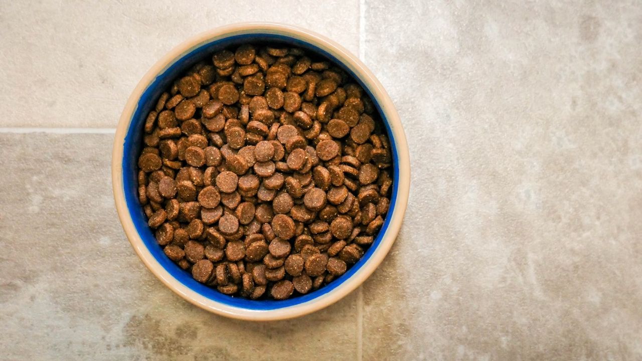 Best Eco-Friendly Dog Food Options in UK 2023 & How to Choose One cover