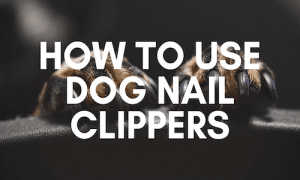 How To Use Dog Nail Clippers