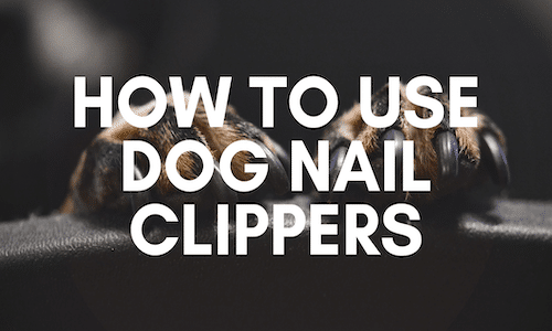 how to use dog nail clippers