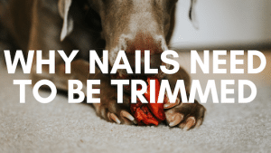 Why should you trim dogs nails