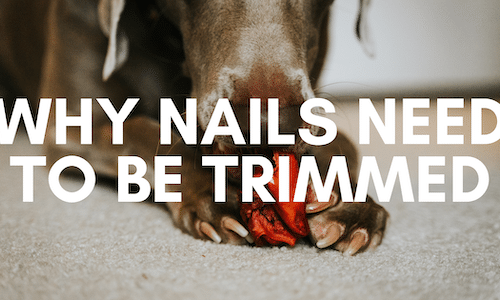 why nails need to be trimmed