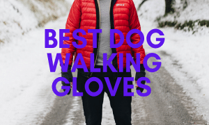 Best Dog Walking Gloves You Can Buy in UK 2022