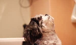 Qualities of Shih Tzu Shampoos that are Important to Understand