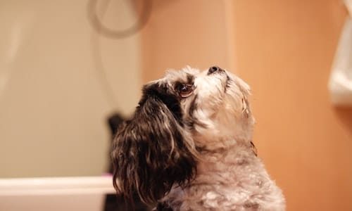 Shih Tzu