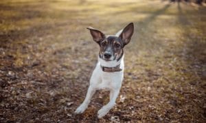 How to train a dog with a pet-safe in-ground fence