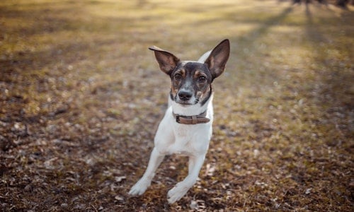 How to train a dog with a pet-safe in-ground fence cover