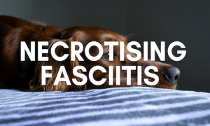 Can my dog get necrotising fasciitis?