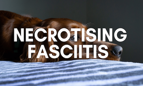 can my dog get necrotising fasciitis
