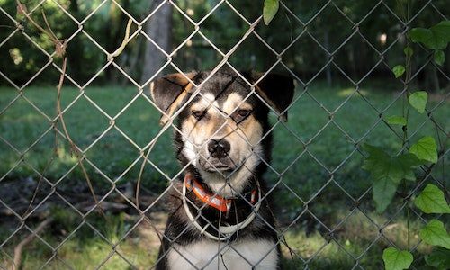 dog fence