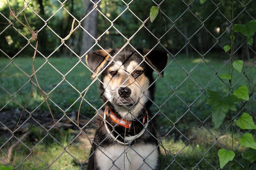 dog fence