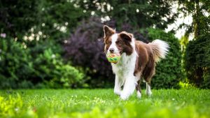 What is the best worm treatment for dogs? How to do deworming at home?