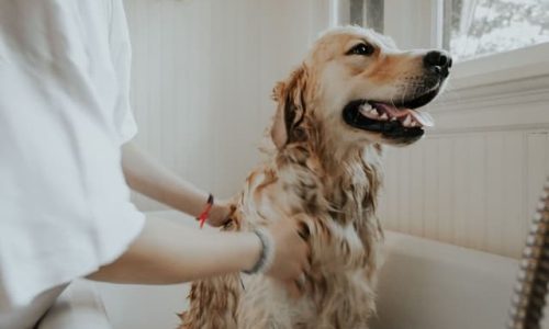 bathing your dog