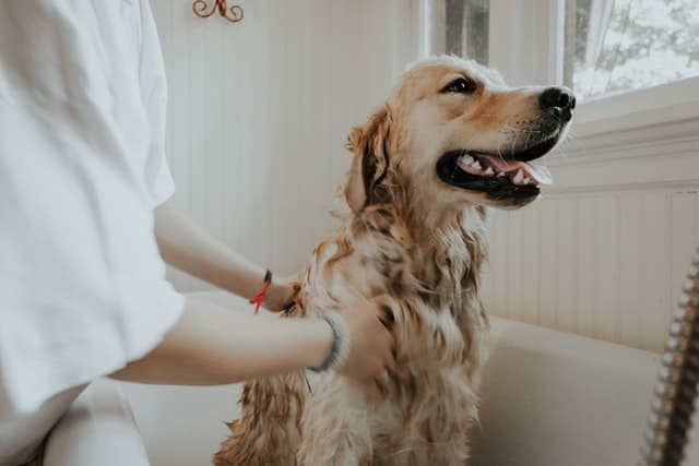No Dog Shampoo? What can you use to wash a dog? cover