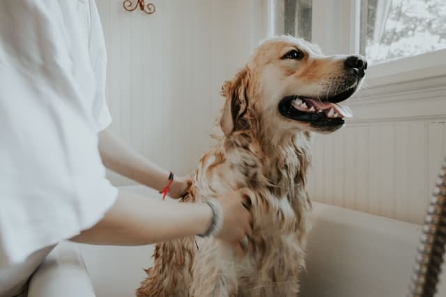 bathing your dog