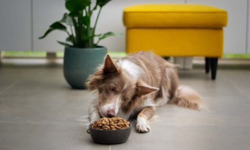 lazy dog eating food