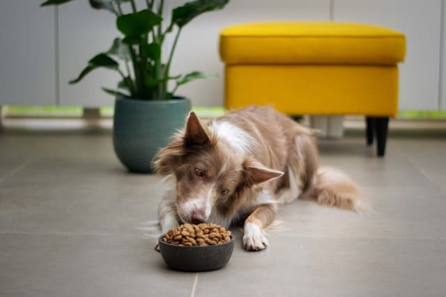 lazy dog eating food