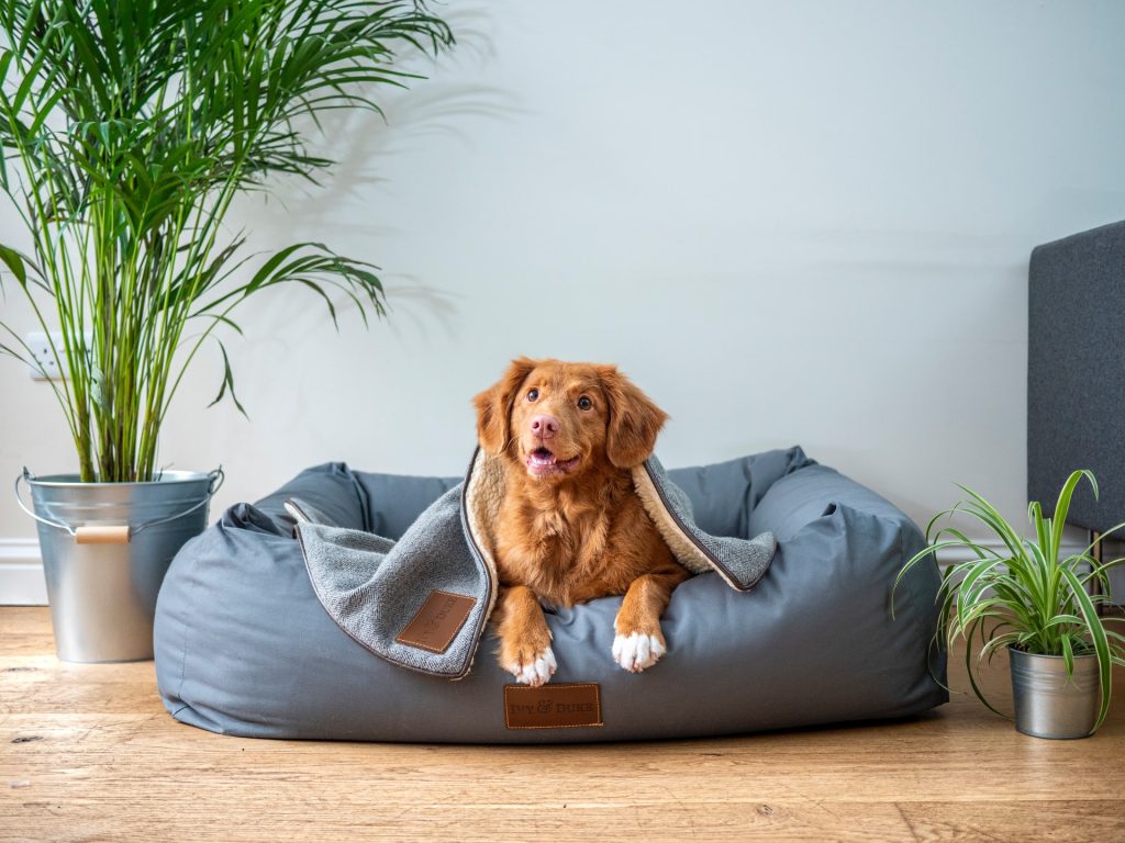 dog lying on his bed