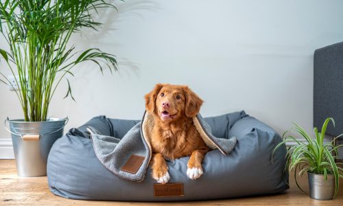 dog lying on his bed