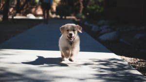 Can you take dogs on a bus? Are dogs allowed?