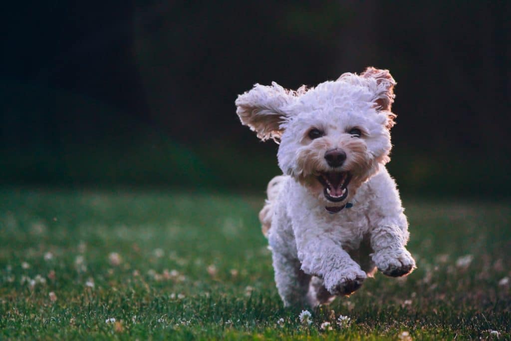 dog playing outside