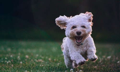 dog playing outside