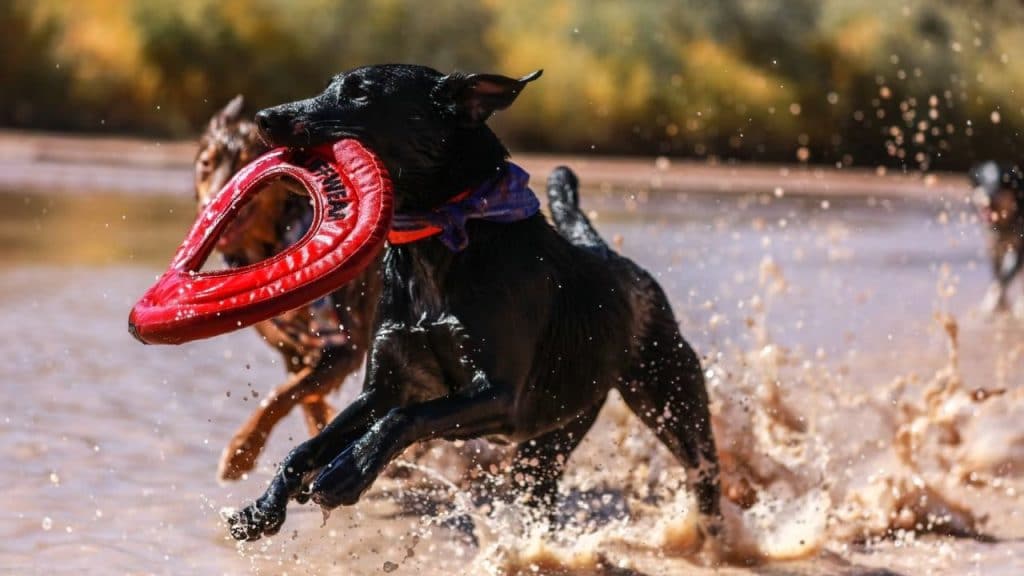 Dog Playing in Mud