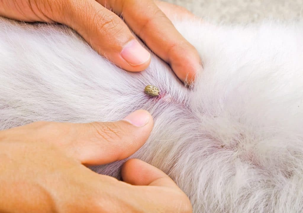 tick in dog's fur