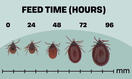 tick's feed time in hours