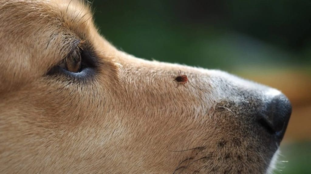 tick on dog nose