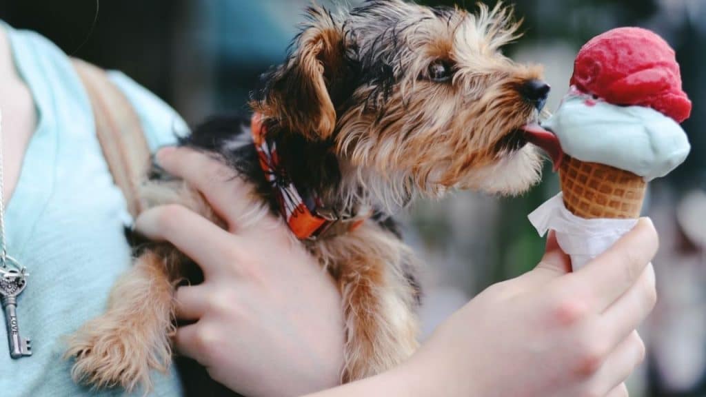 dog eating ice cream human