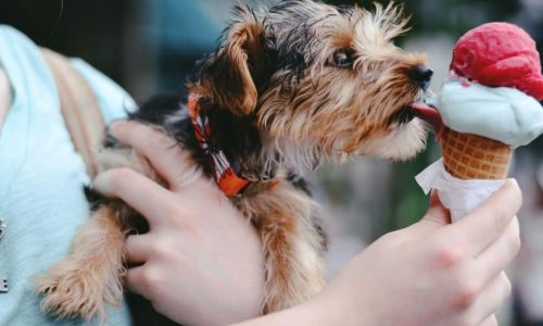 dog eating ice cream human