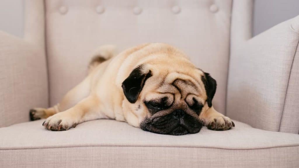 pug sitting on the couch