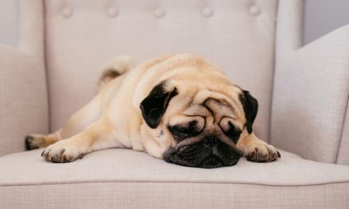 pug sitting on the couch