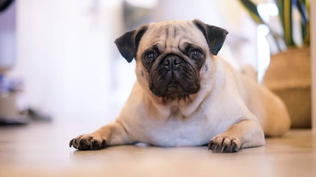 pug lying on the floor