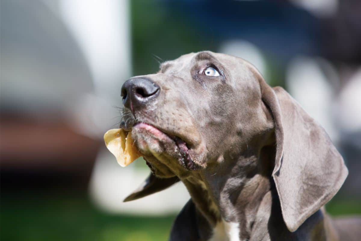 Is It Safe For A Dog To Chew Pig Ears?